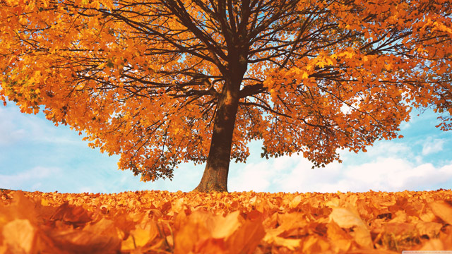 Summary of Autumn wallpapers for computers, laptops 2018 Picture 14