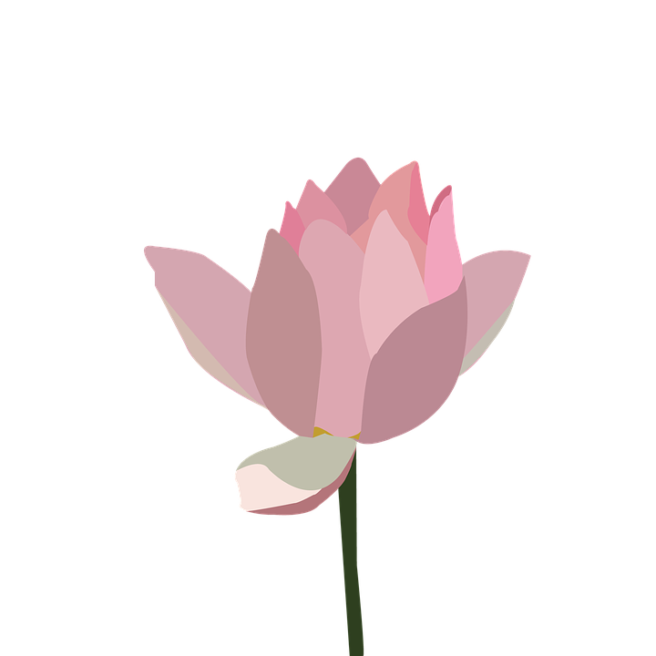 Summary of Lotus PNG images Picture 18
