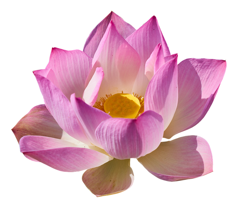 Summary of Lotus PNG images Picture 20