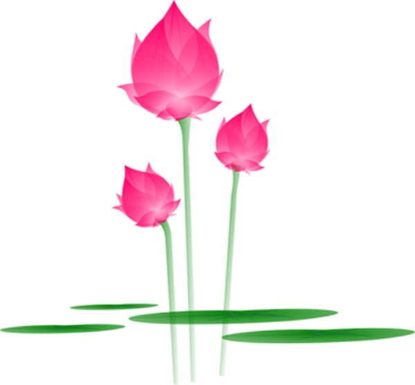 Summary of Lotus PNG images Picture 21