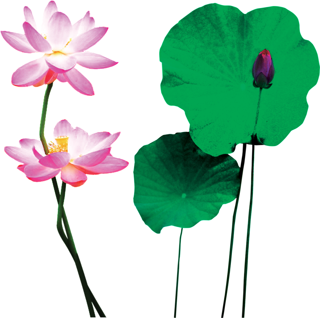 Summary of Lotus PNG images Picture 43