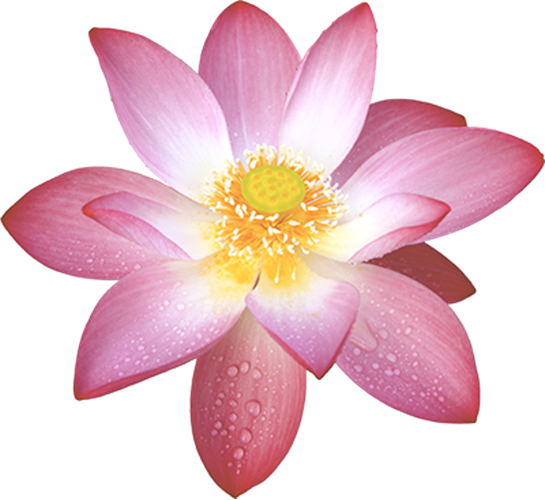 Summary of Lotus PNG images Picture 44