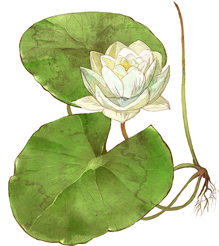 Summary of Lotus PNG images Picture 45