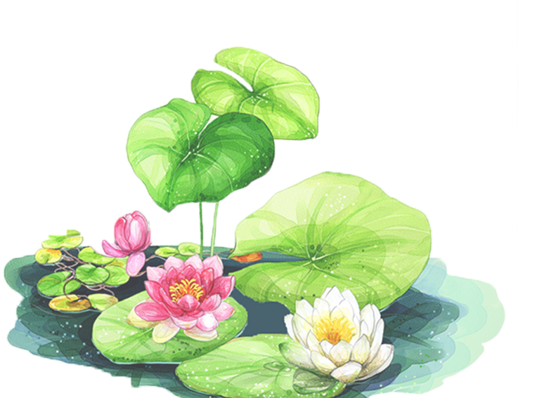 Summary of Lotus PNG images Picture 46