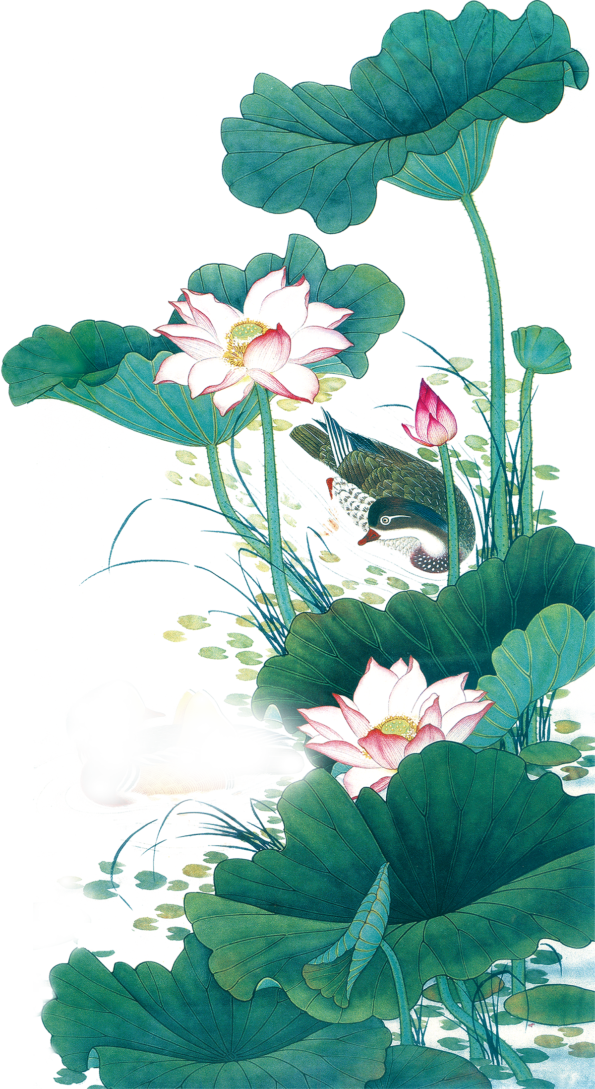 Summary of Lotus PNG images Picture 49