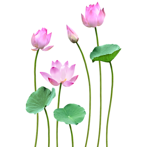 Summary of Lotus PNG images Picture 5