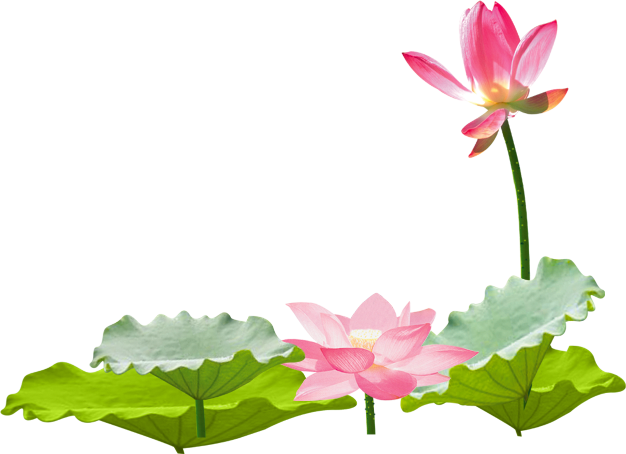 Summary of Lotus PNG images Picture 6