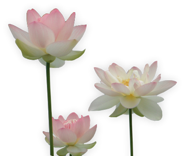 Summary of Lotus PNG images Picture 8