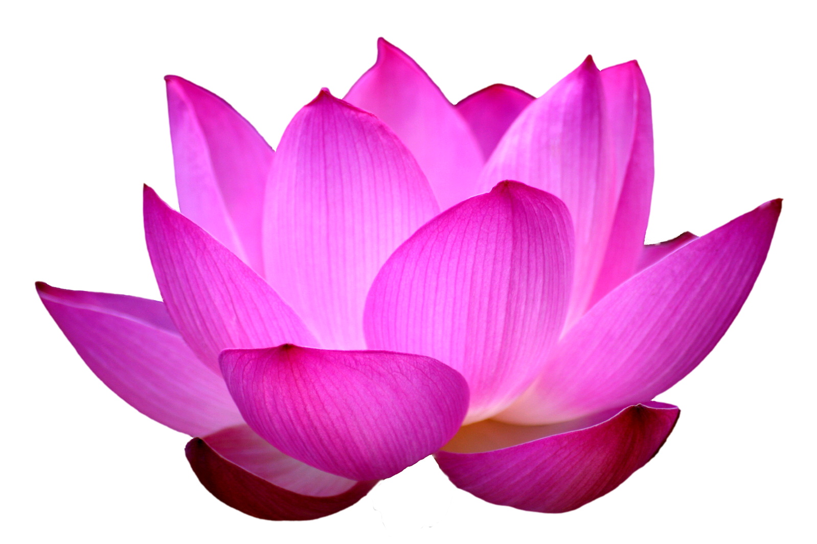 Summary of Lotus PNG images Picture 9