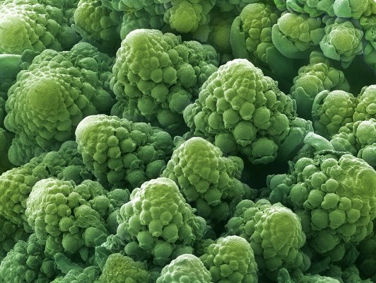 Super beautiful photos of everyday food are viewed through a microscope Picture 14