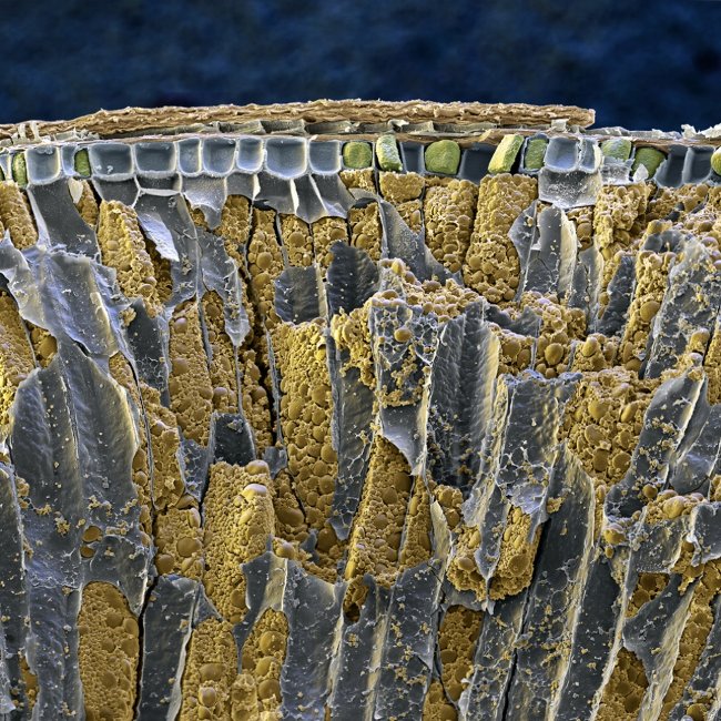 Super beautiful photos of everyday food are viewed through a microscope Picture 7