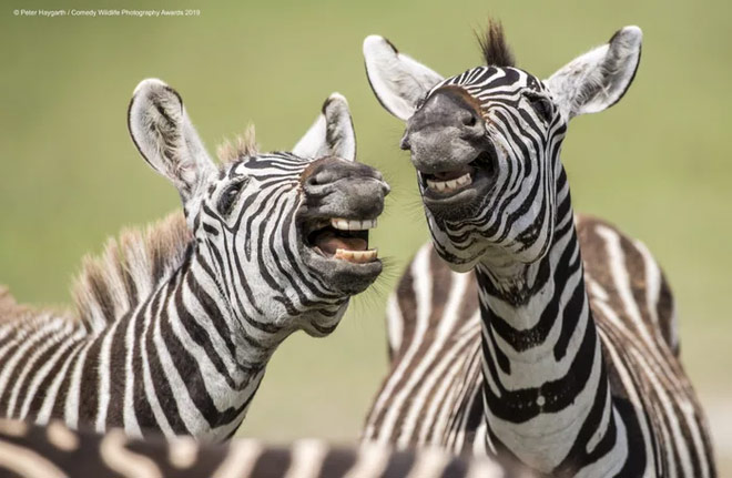 Super funny photos of wildlife in the final of the Comedy photography contest Picture 19