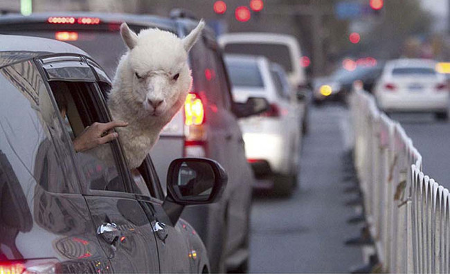 Super photos will make you admire the ability of humans to Photoshop Picture 11