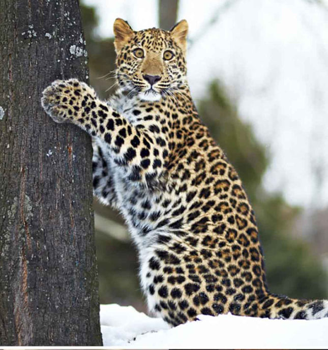 Super photos will make you admire the ability of humans to Photoshop Picture 13