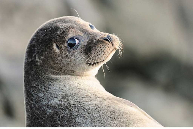 Super photos will make you admire the ability of humans to Photoshop Picture 19