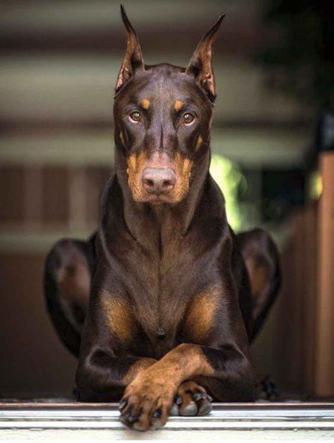 Super photos will make you admire the ability of humans to Photoshop Picture 25