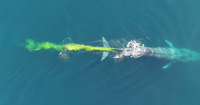 Super rare scene: Blue whales ... 'walk heavy' in the middle of the ocean Picture 1