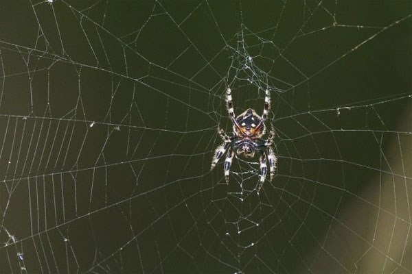 Super silk spider spider 1 time to 25m long as the bridge across the river Picture 1
