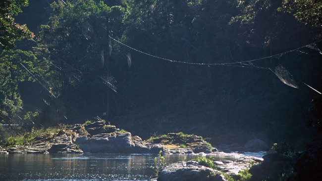 Super silk spider spider 1 time to 25m long as the bridge across the river Picture 2