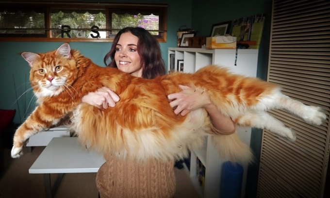 Surprise with Guinness records in the cat and dog world Picture 2