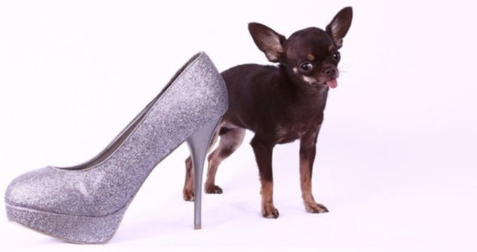 Surprise with Guinness records in the cat and dog world Picture 4