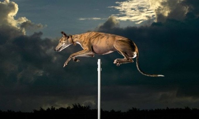 Surprise with Guinness records in the cat and dog world Picture 5