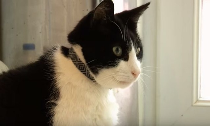 Surprise with Guinness records in the cat and dog world Picture 7