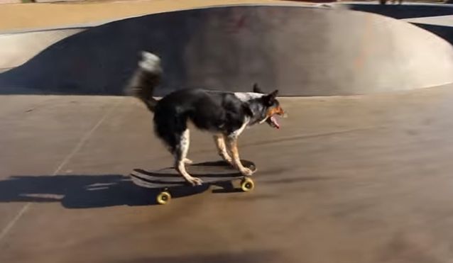 Surprise with Guinness records in the cat and dog world Picture 8