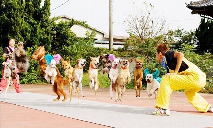 Surprise with Guinness records in the cat and dog world Picture 9