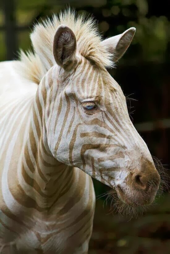Surprise with strange beauty when albino animals Picture 12