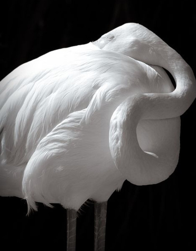 Surprise with strange beauty when albino animals Picture 14