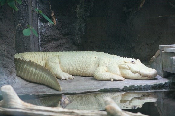 Surprise with strange beauty when albino animals Picture 15
