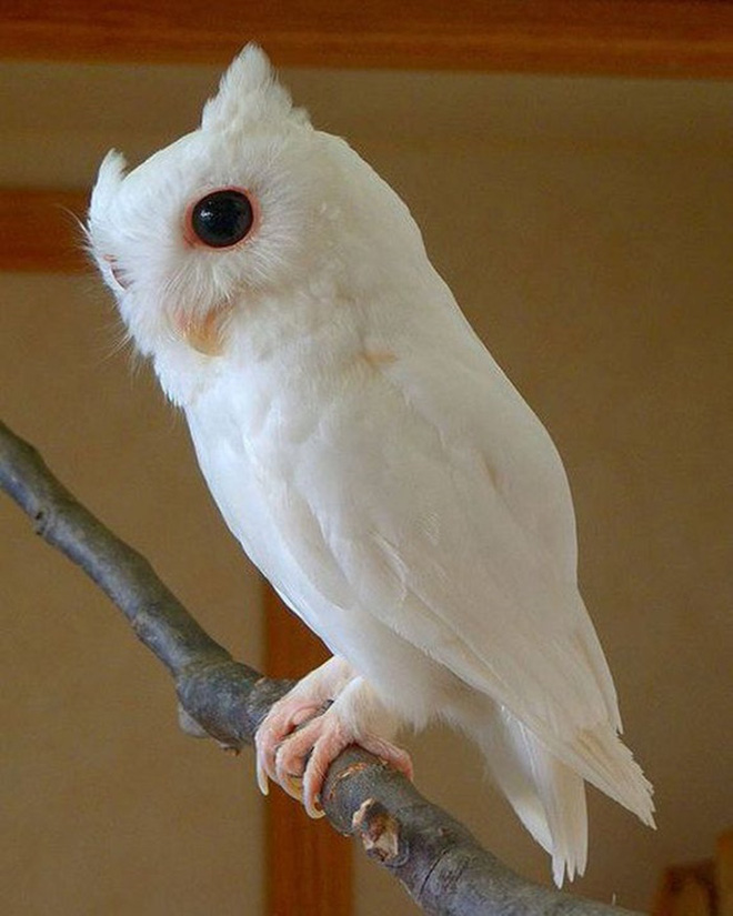 Surprise with strange beauty when albino animals Picture 17
