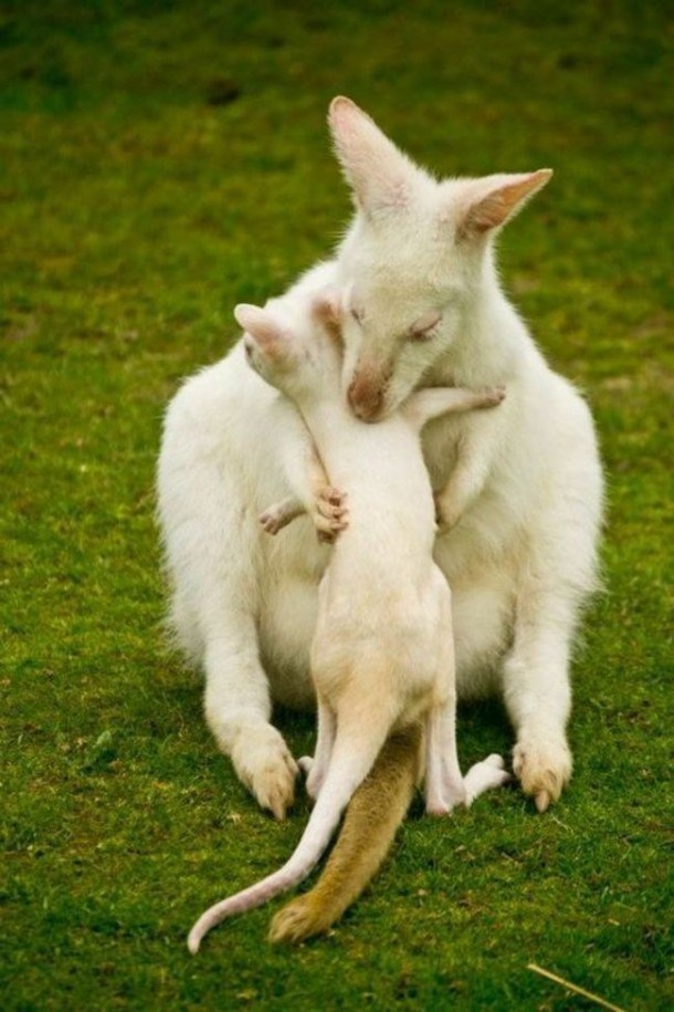 Surprise with strange beauty when albino animals Picture 19