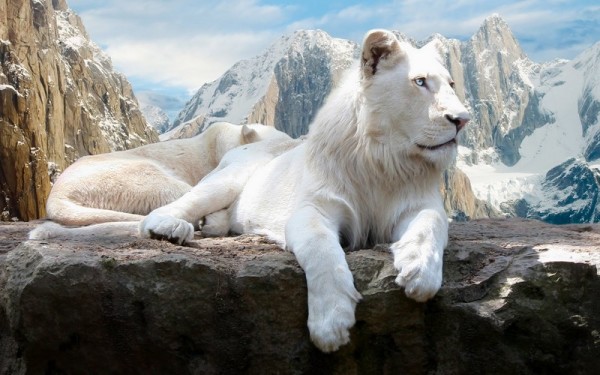 Surprise with strange beauty when albino animals Picture 20