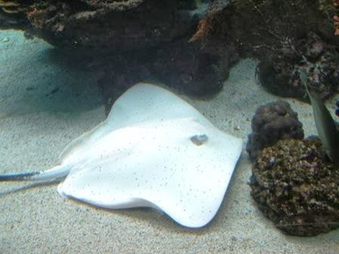 Surprise with strange beauty when albino animals Picture 23