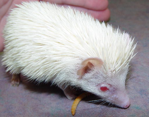 Surprise with strange beauty when albino animals Picture 24