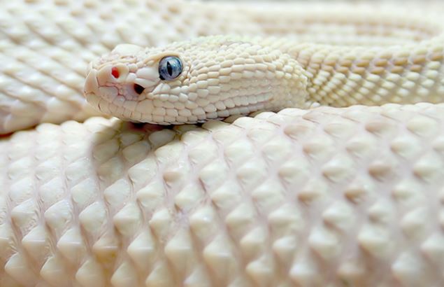 Surprise with strange beauty when albino animals Picture 26