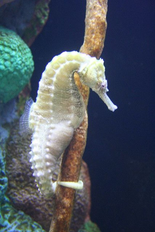 Surprise with strange beauty when albino animals Picture 3