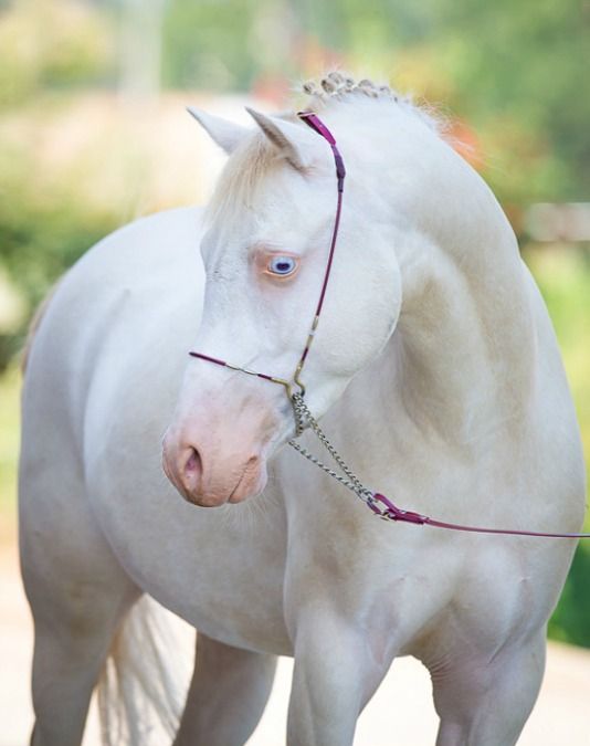 Surprise with strange beauty when albino animals Picture 4