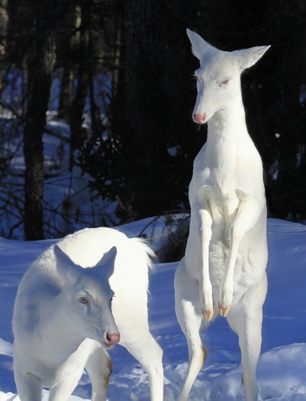 Surprise with strange beauty when albino animals - TipsMake.com