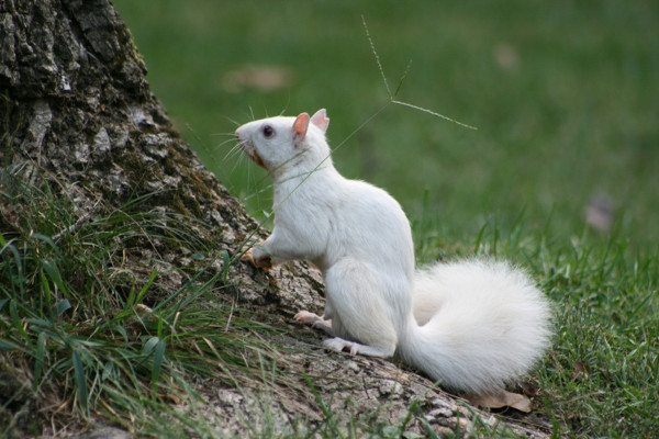 Surprise with strange beauty when albino animals Picture 7