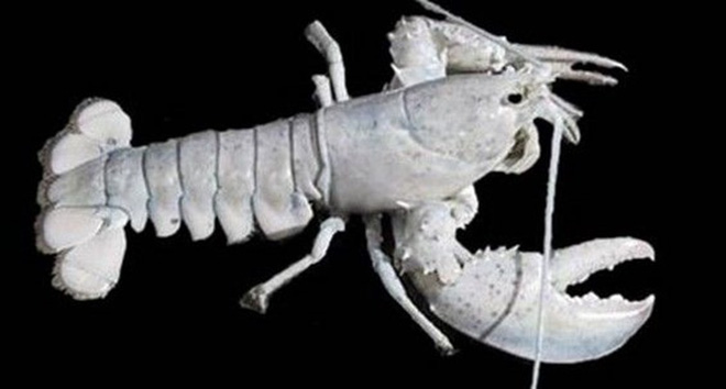 Surprise with strange beauty when albino animals Picture 9