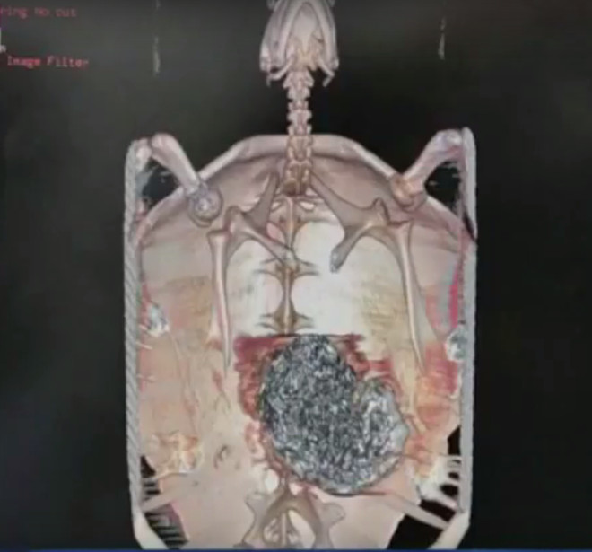 Swallowing nearly 1,000 coins, Thai turtles died of blood infections Picture 2