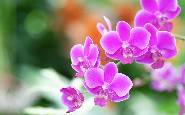 Synthesis of the most beautiful flower images Picture 10