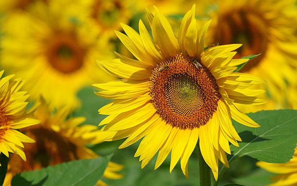 Synthesis of the most beautiful flower images - TipsMake.com