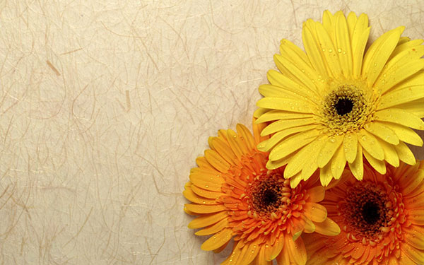 Synthesis of the most beautiful flower images Picture 25