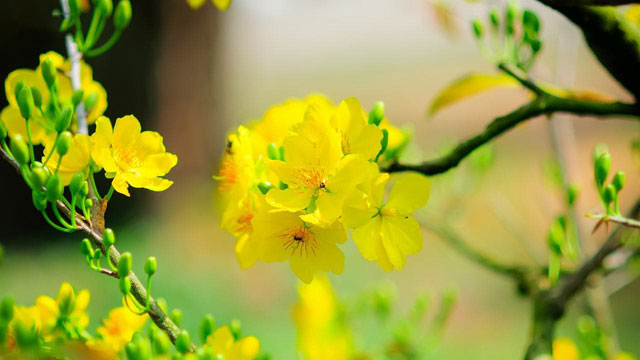 Synthesis of the most beautiful flower wallpaper for Tet Picture 5