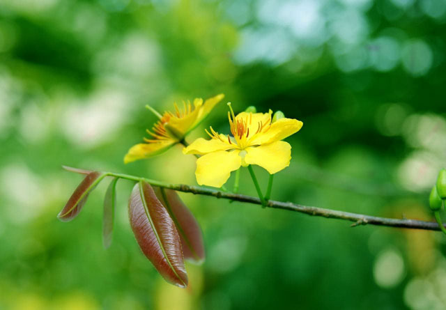 Synthesis of the most beautiful flower wallpaper for Tet Picture 6