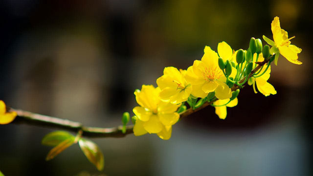 Synthesis of the most beautiful flower wallpaper for Tet Picture 7
